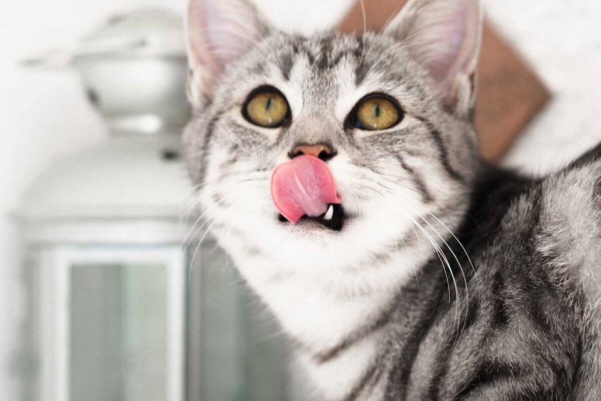 How much should I be feeding my cat?