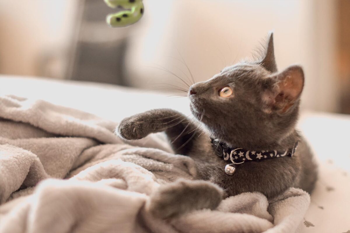 How to look after your Cat's Mental Health