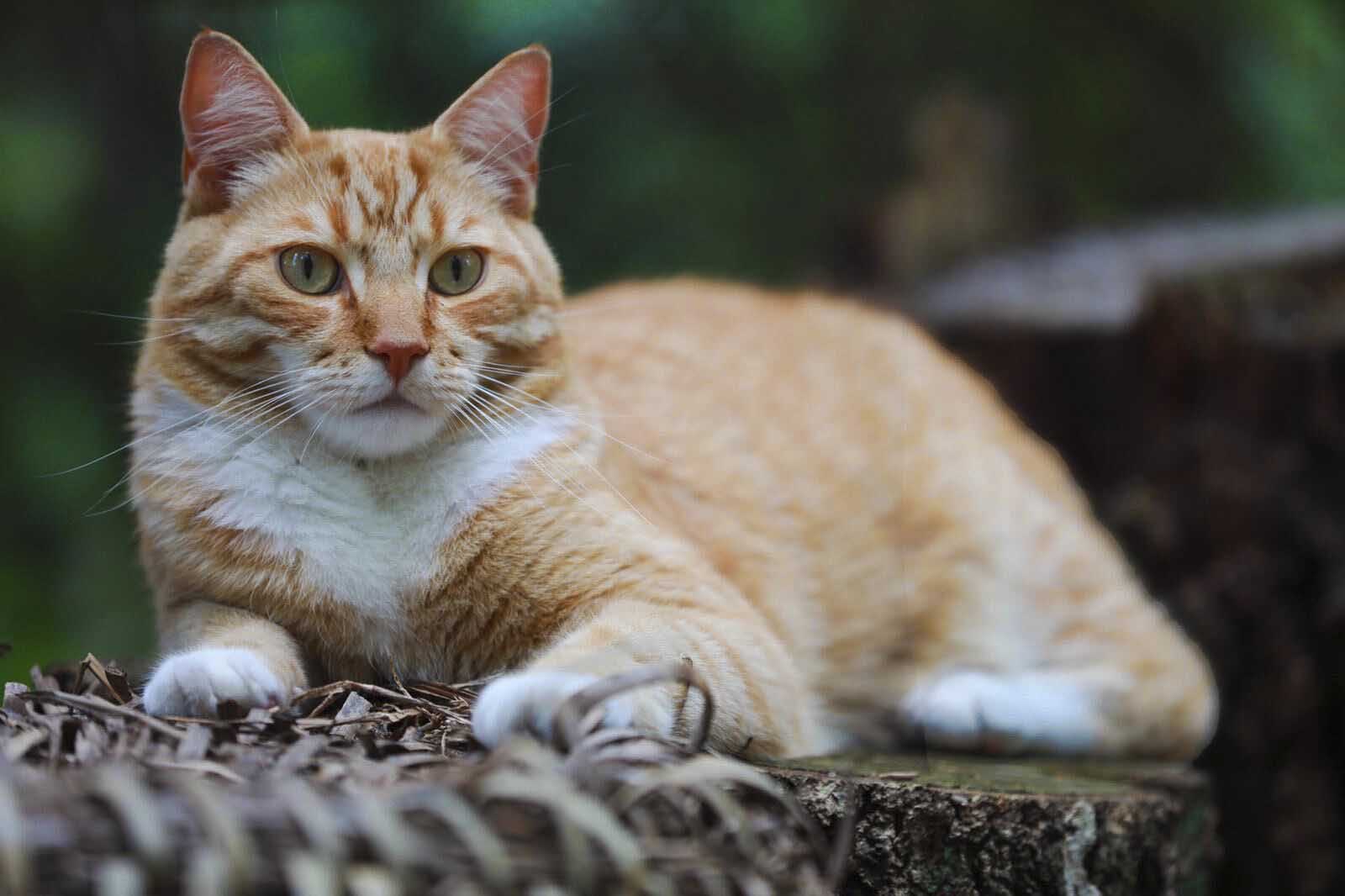 Keeping your Cat Cool during the Hot Weather