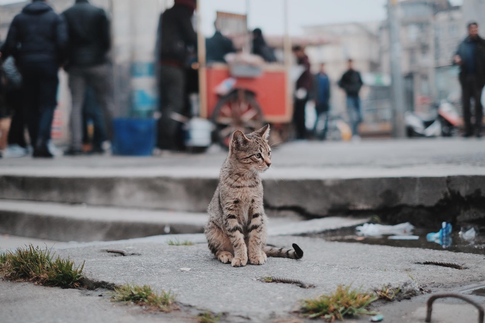 How to successfully adopt a cat