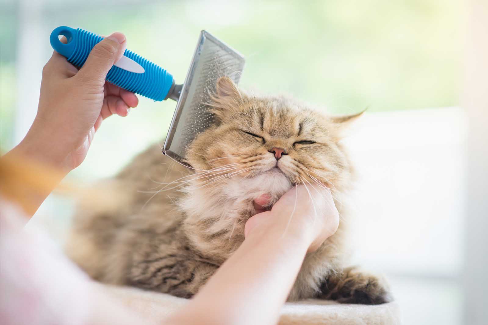 How to properly brush you cat