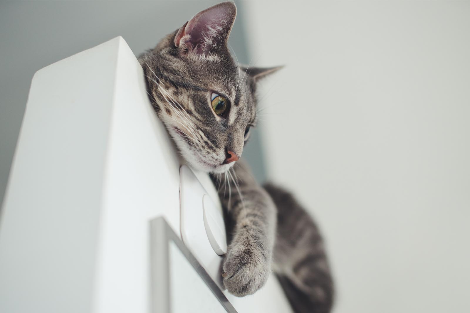 Why do Cats Like To Sit Up High by the Cool Cat Club