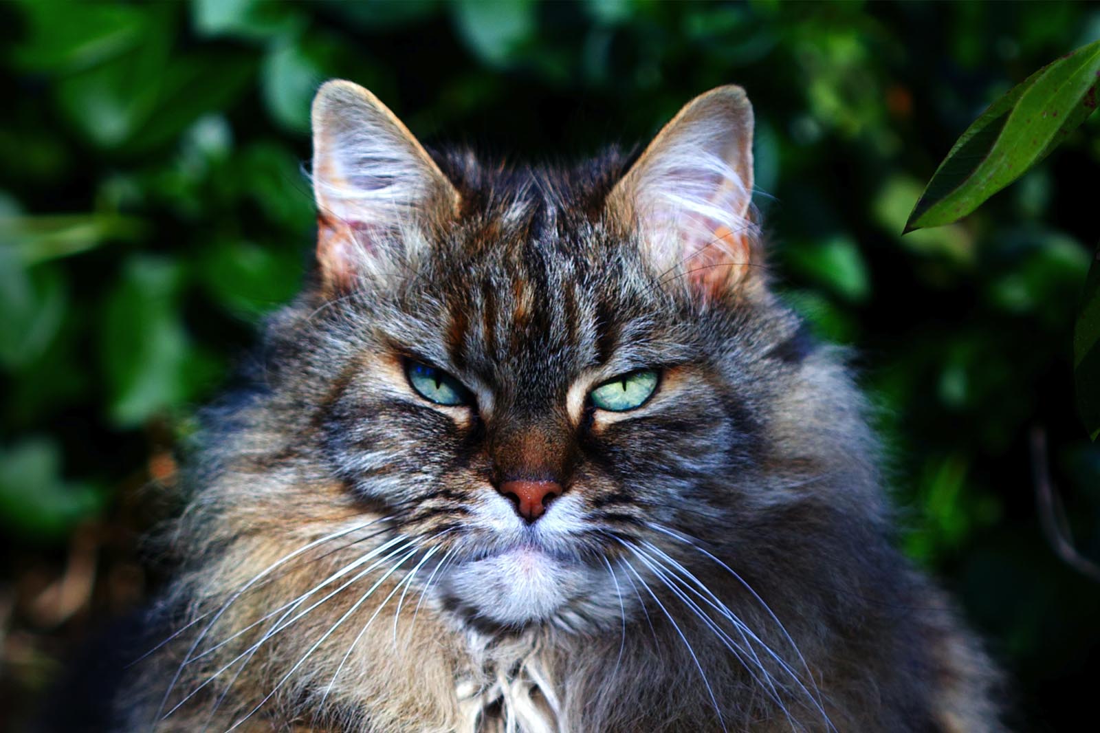 How old do Cats live to