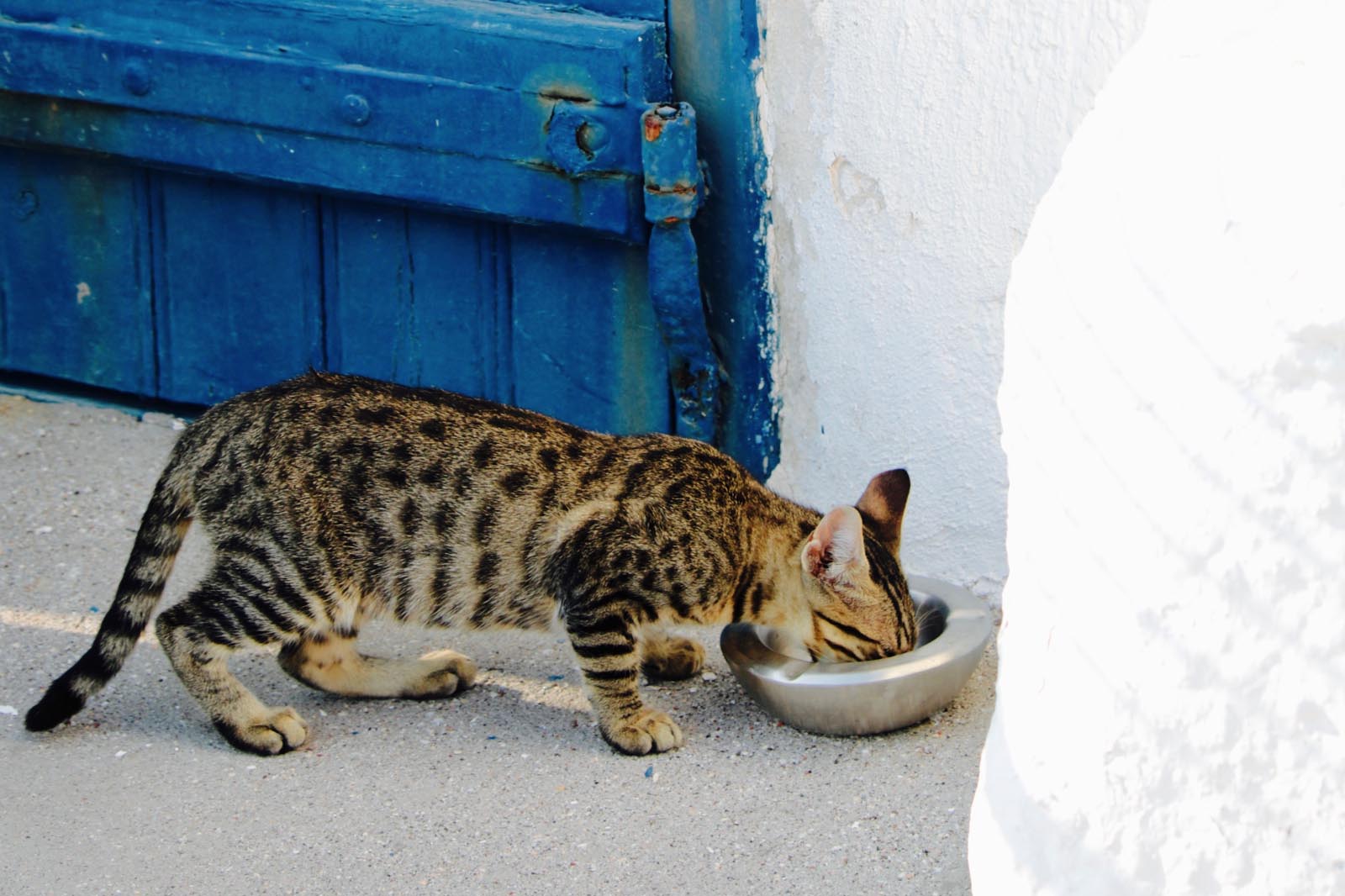 Why a Cat Food Subscription Service makes sense.