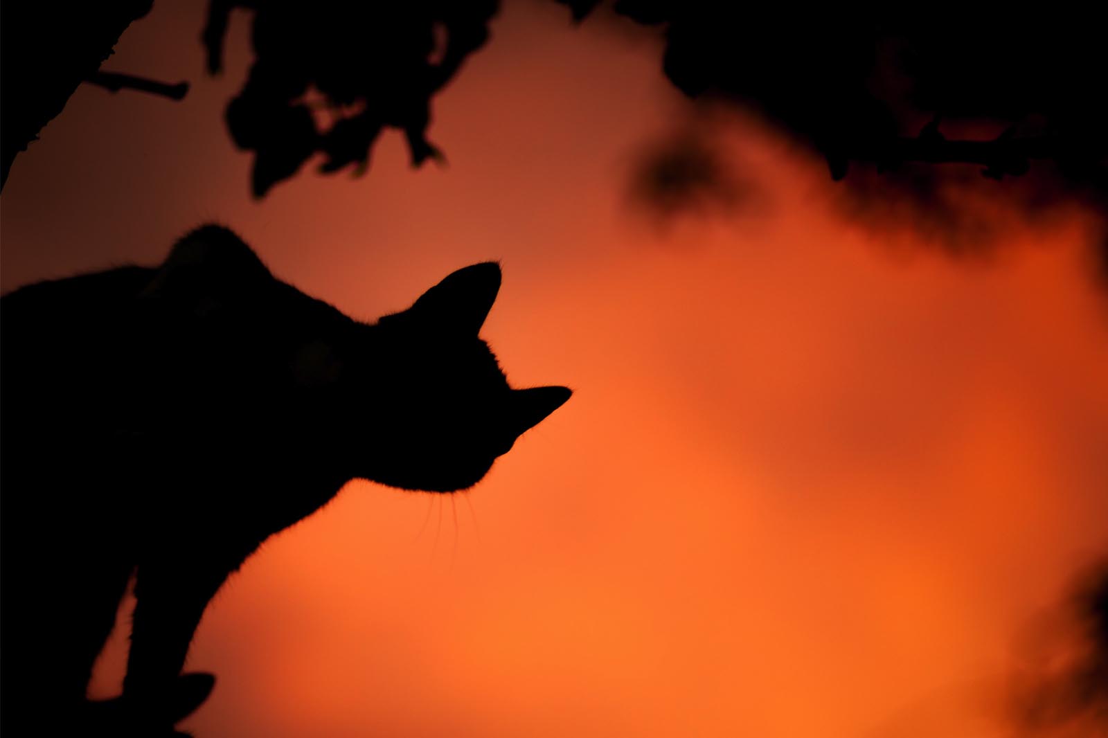 Where do cats get their spooky personas from?