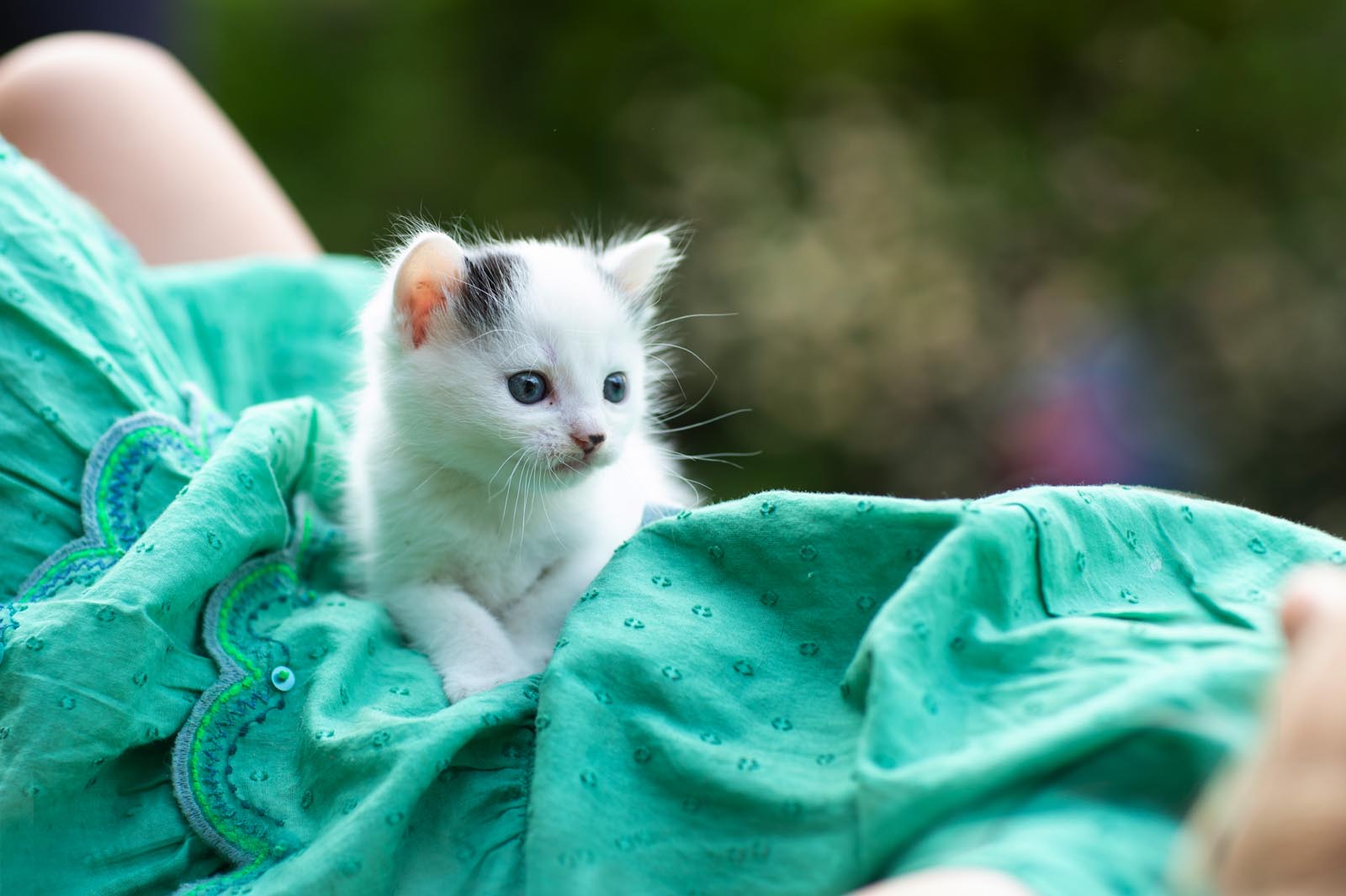 How to prepare for your first Kitten