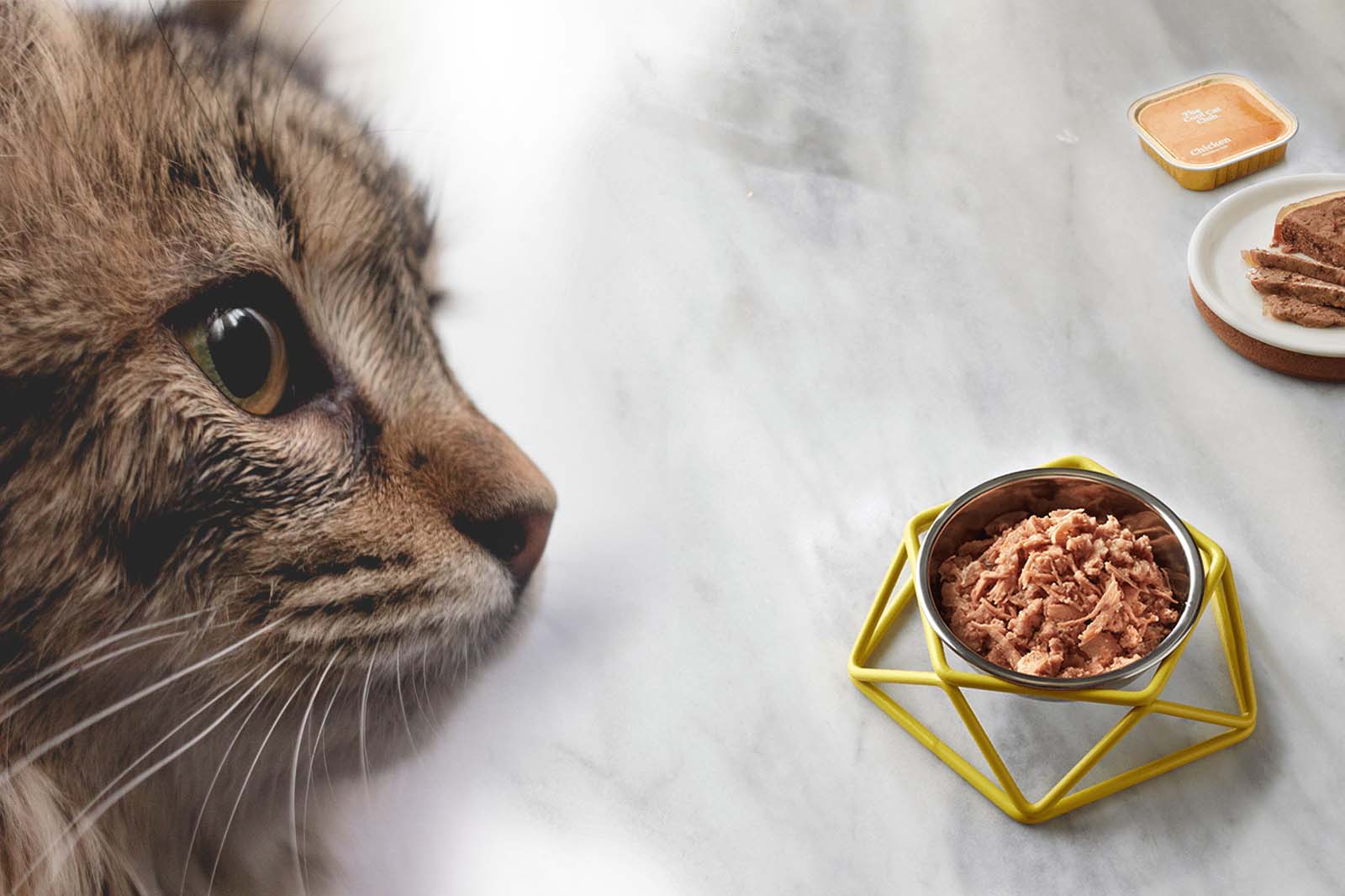 New Cat Food Flavours from the Cool Cat Club