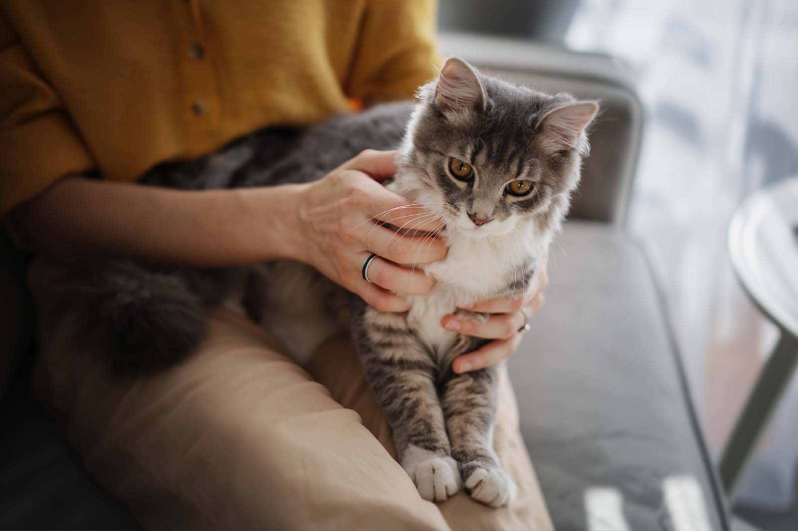 Why do Cars Sit on Laps, a Guide by the Cool Cat Club