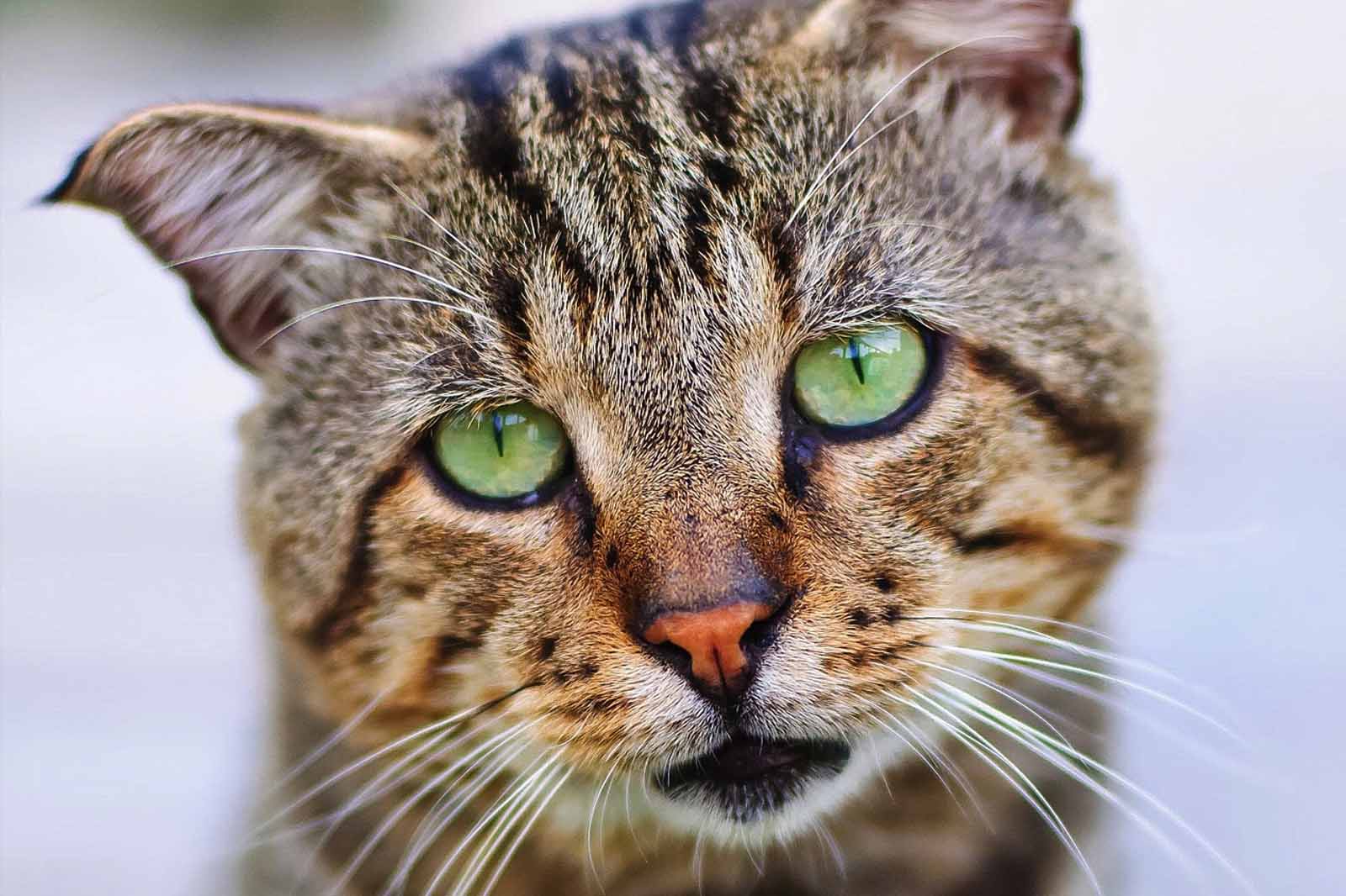 How to spot if your Cat has got SAD