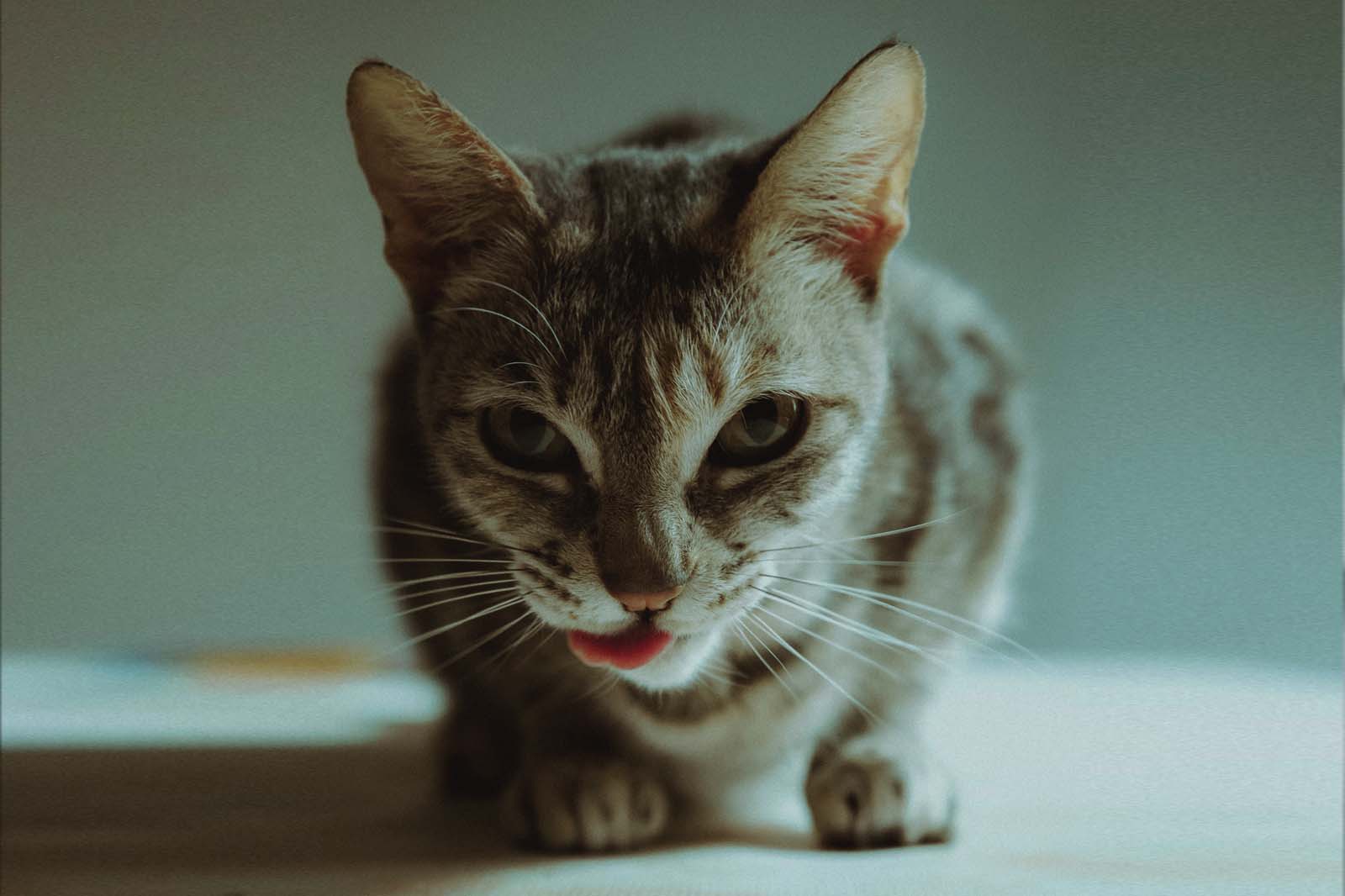 How do Raw Cat Food Diets effect your Cat?