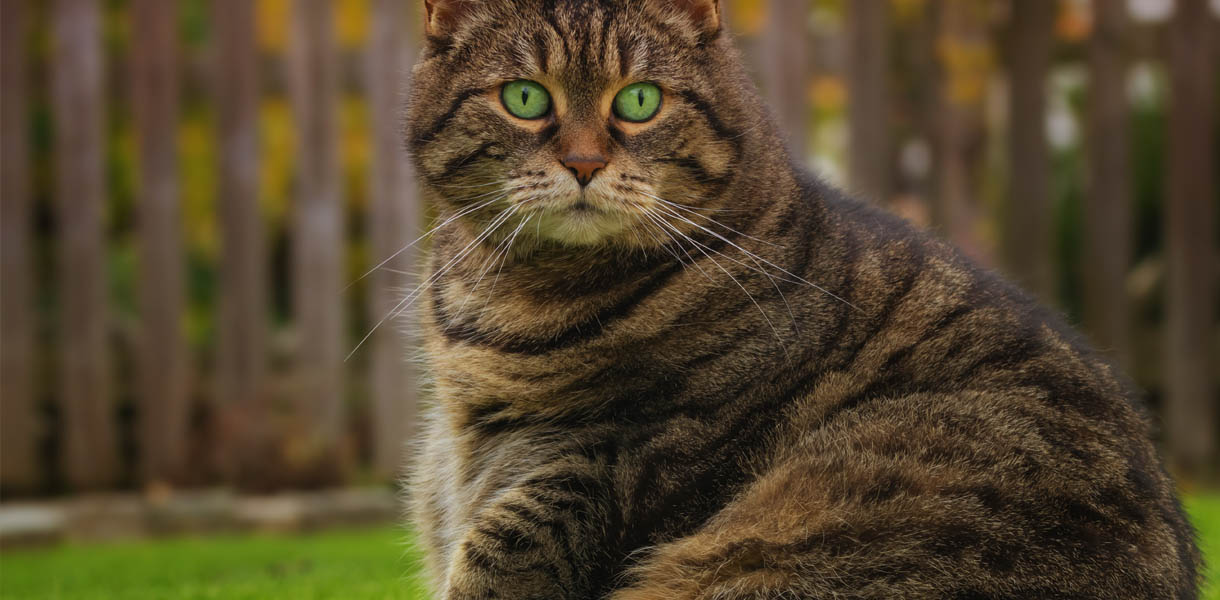 How to Prevent Feline Obesity