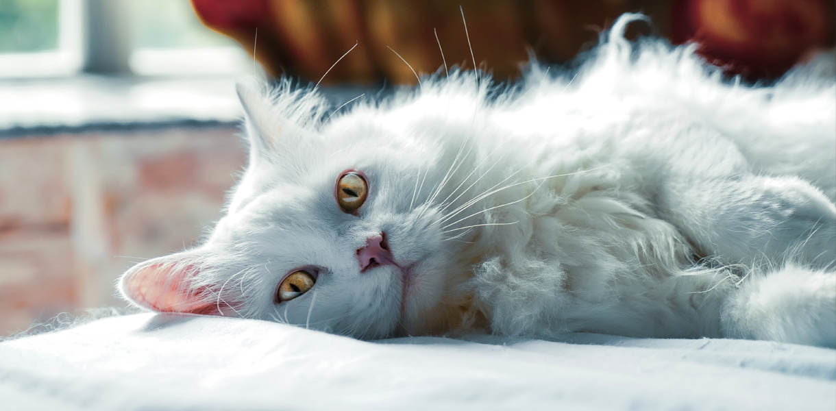 How to ensure your Cat gets the correct levels of Nutrition