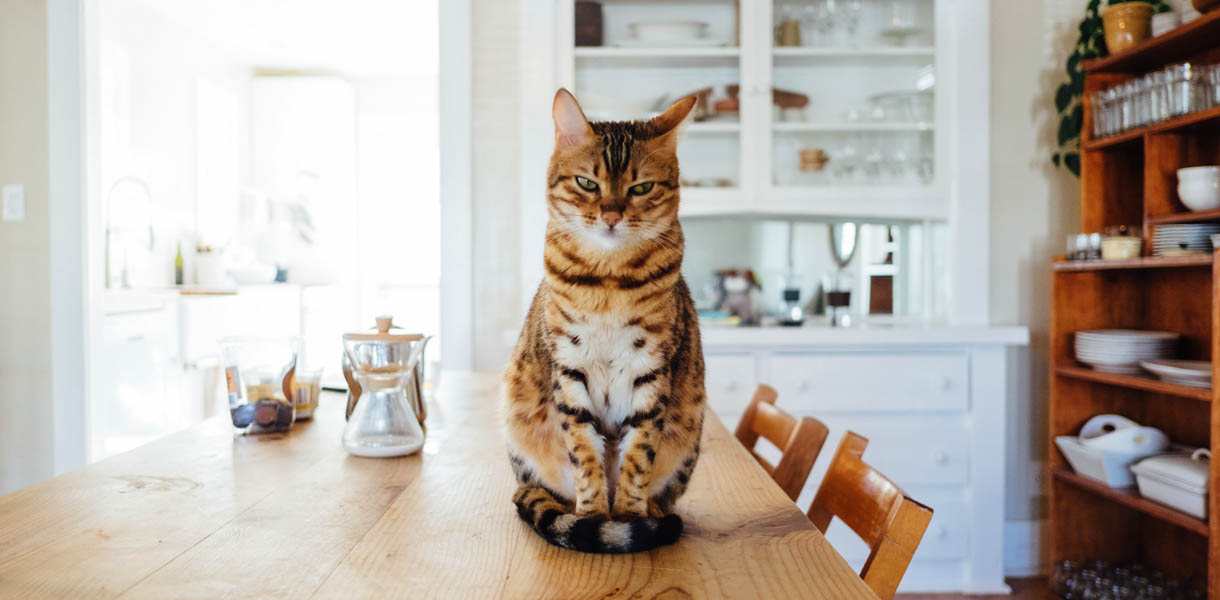 How to help cats with sensitive stomachs