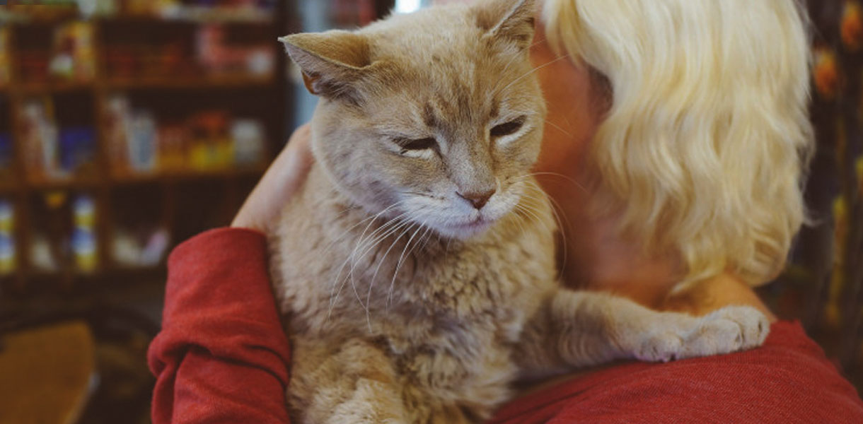 The Story of Stubbs, the Cat who would be mayor.