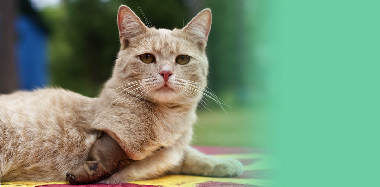 How to care for Disabled Cats