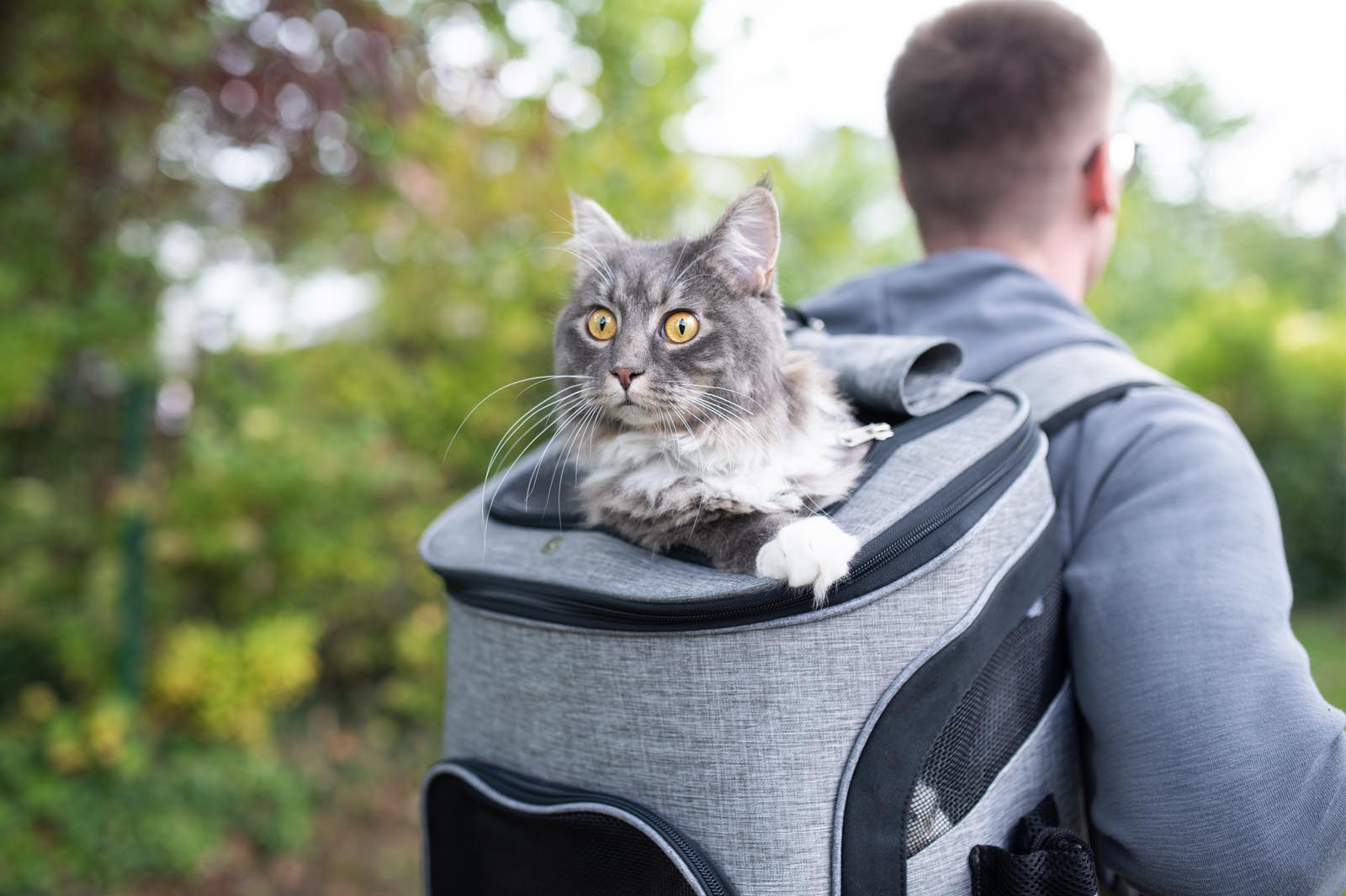 How to travel well with cats