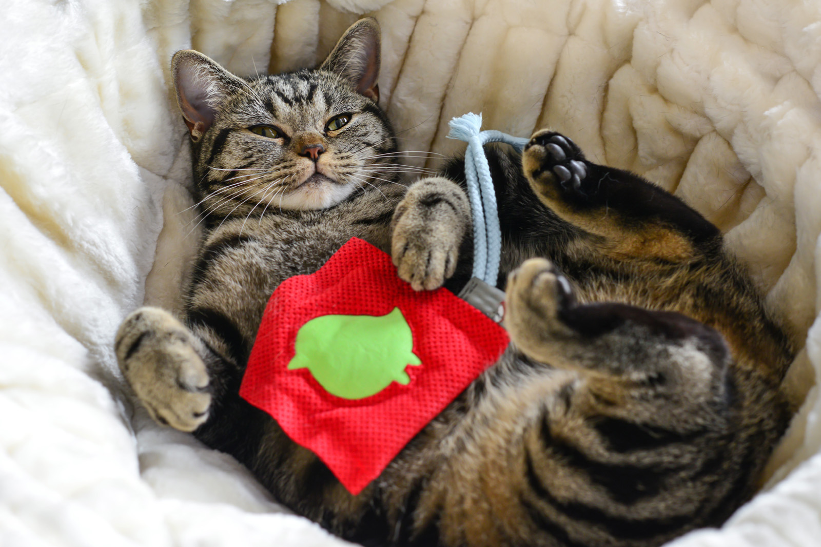 The Highs & Lows of Catnip