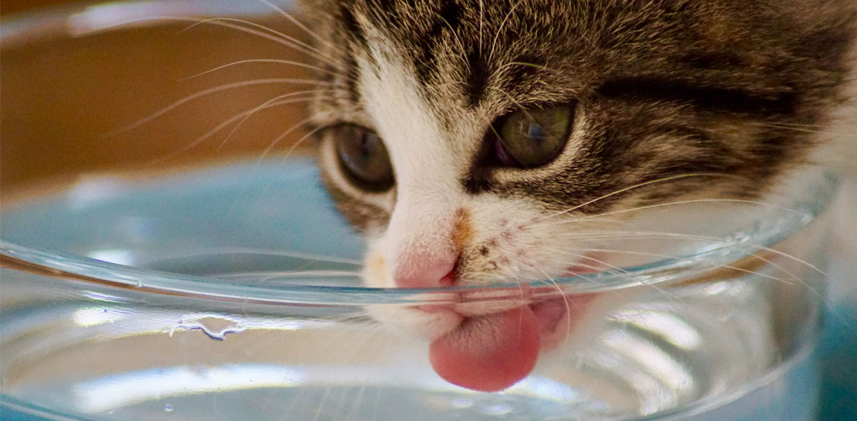 Keeping your Cat Hydrated