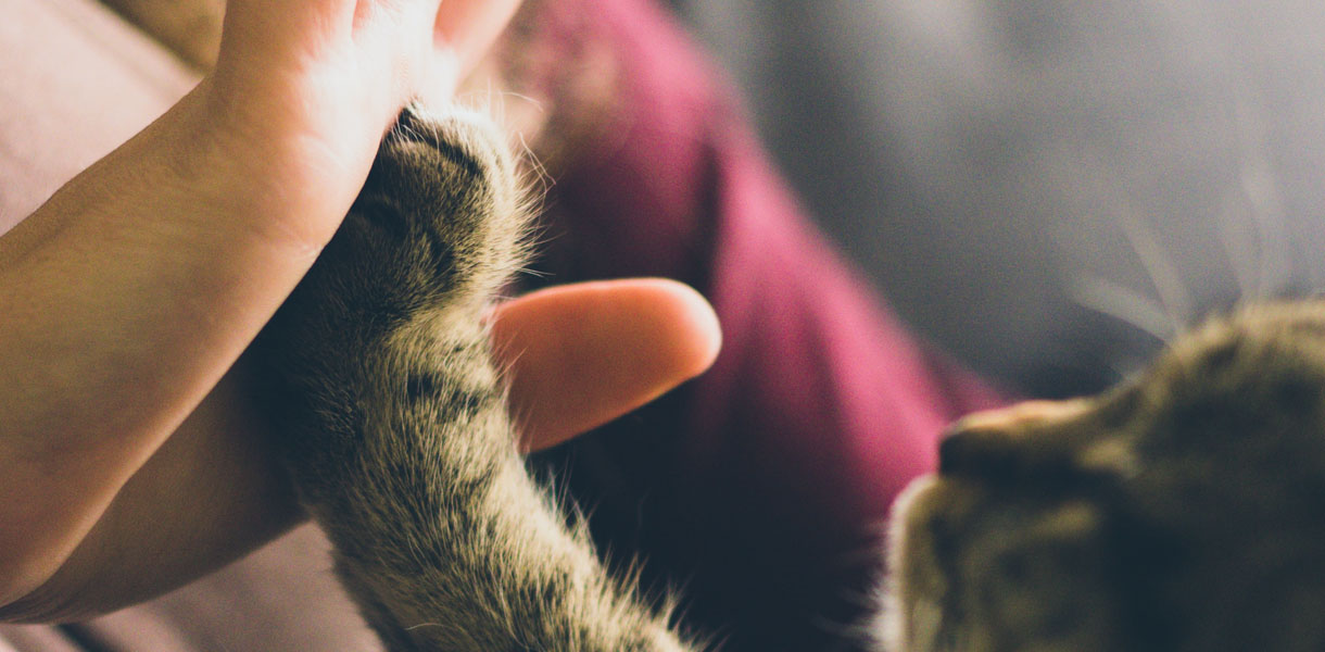 Discover the love that a new Cat can bring