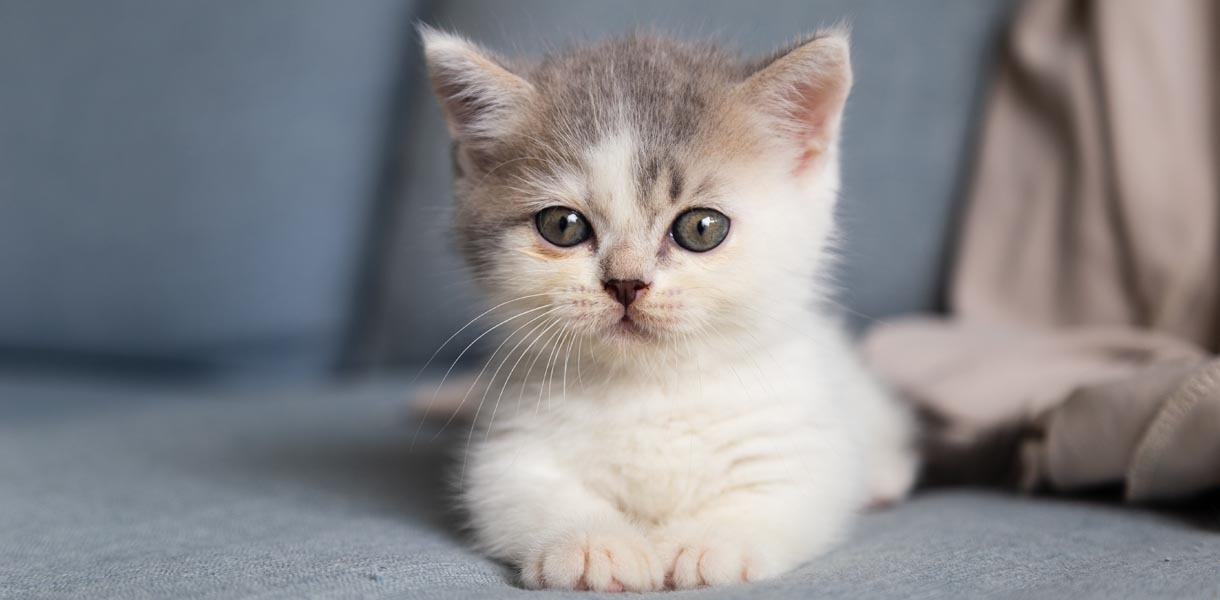 What to expect when adopting Kittens