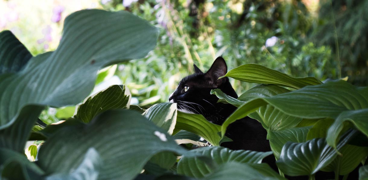 Understanding how to satisfy your Adventure Cat