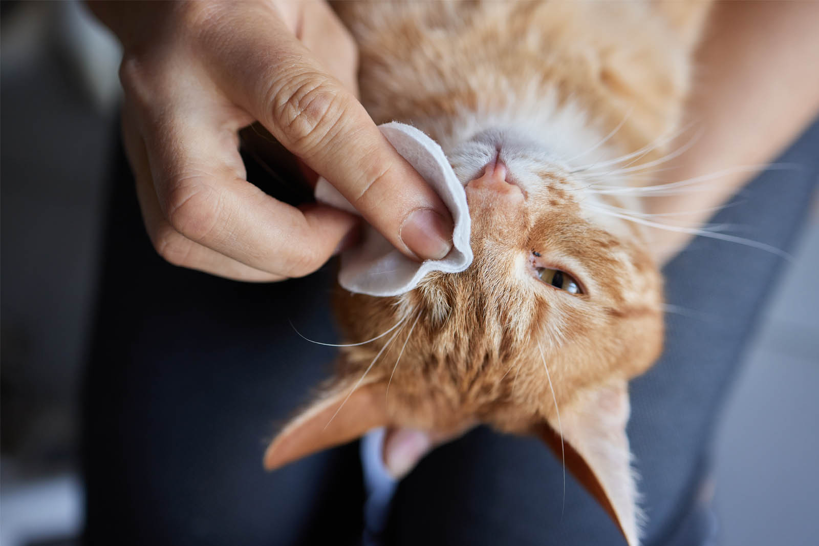 Selecting Cat Food for Cats with Allergies