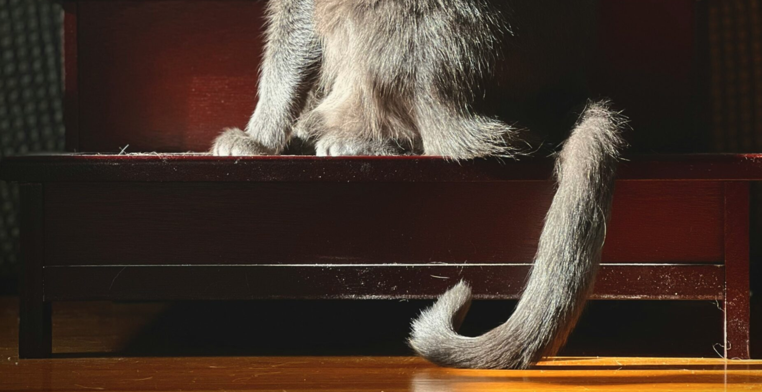 cat wagging its tail