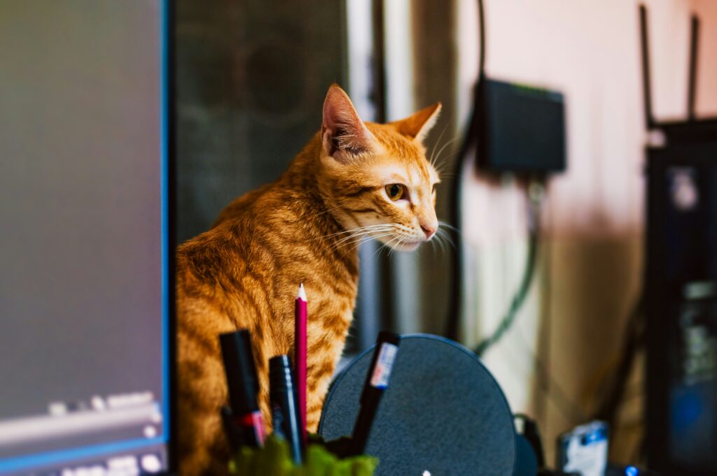Ginger cat standing behind a computer screen