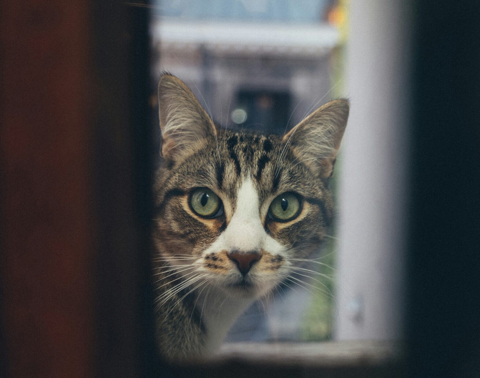 Tabby cat with green eyes looking at the camera through a window