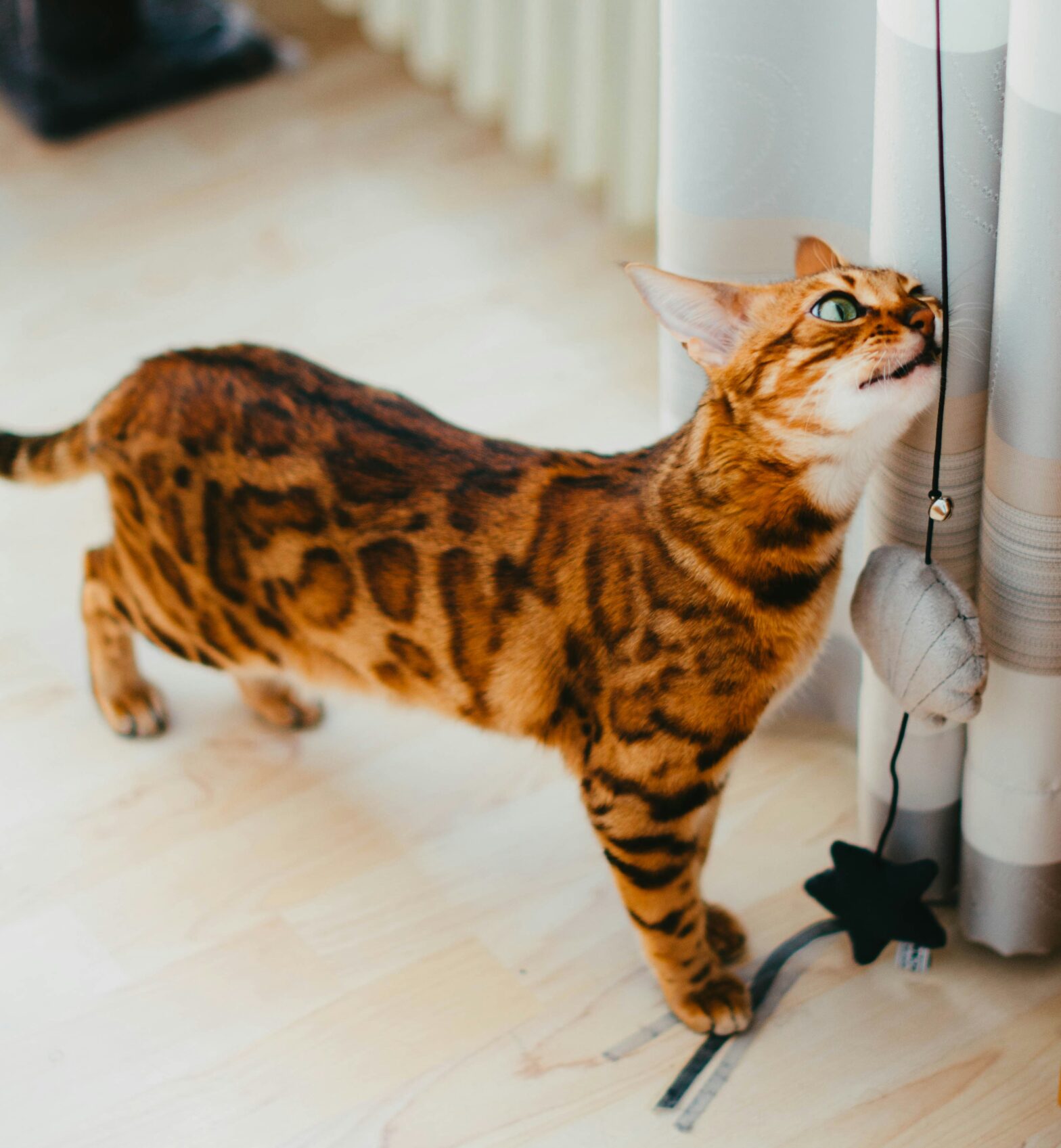 Bengal cat playing with a dangly toy