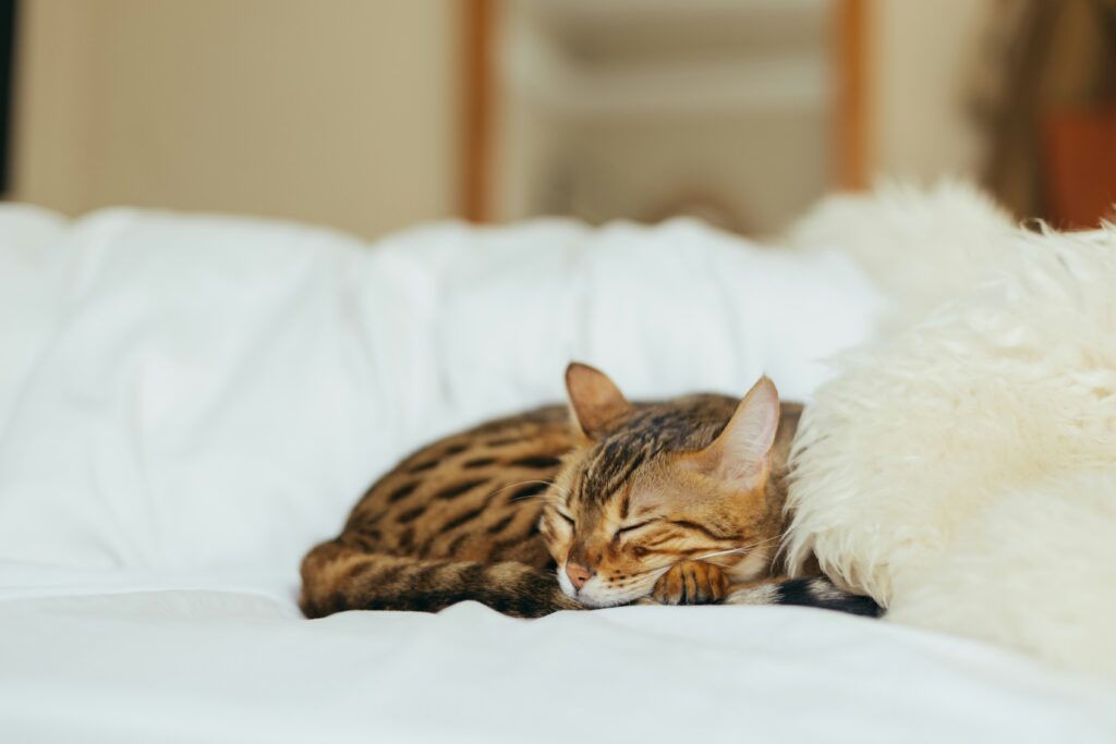 A Bengal cat sleeping curled up on a bed