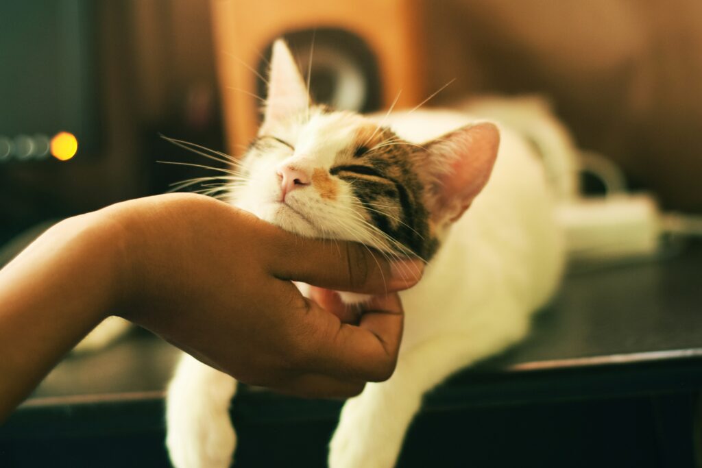 Chin rubs to a calm cat