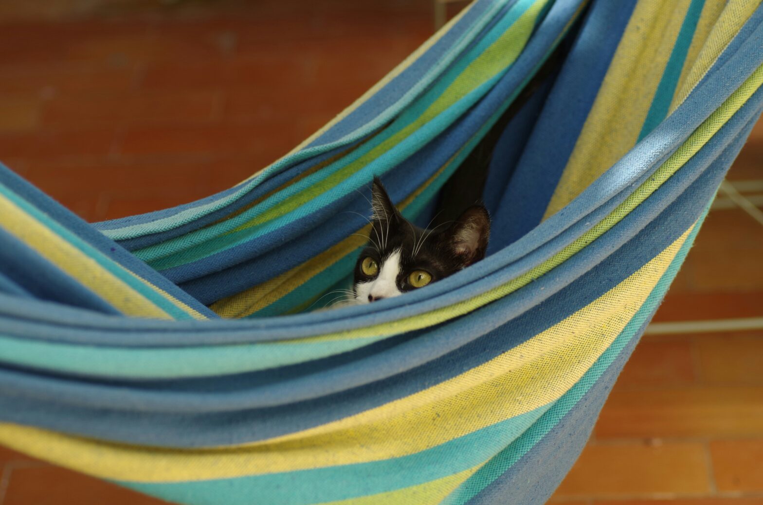 cat sitting in a hammock