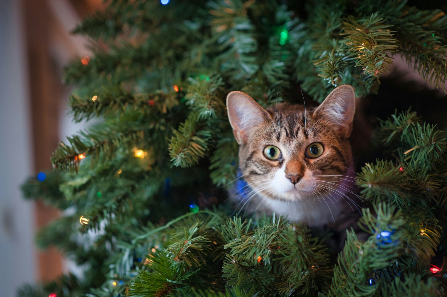 cat hiding in a Christmas Tree