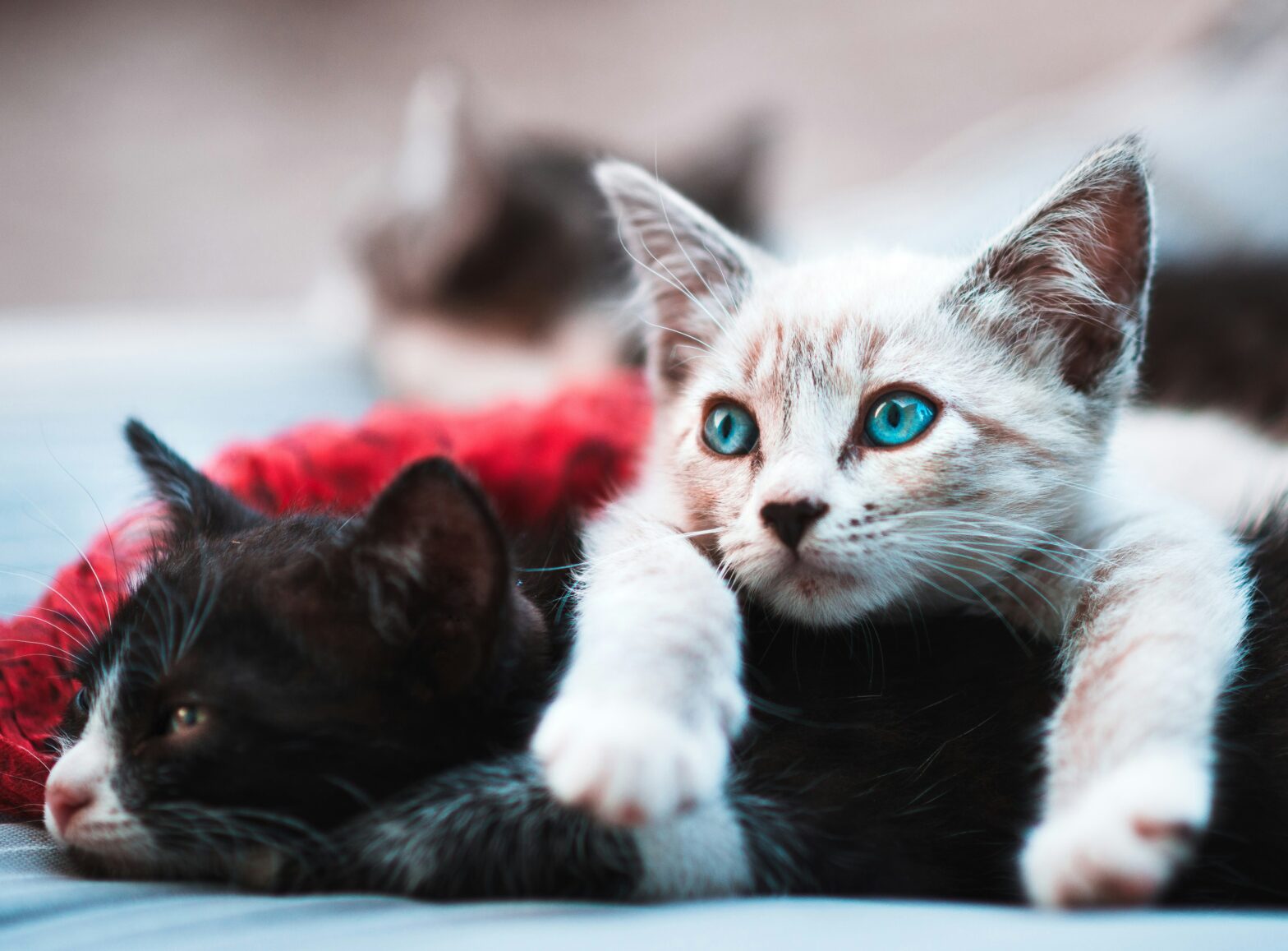 Two kittens relaxing